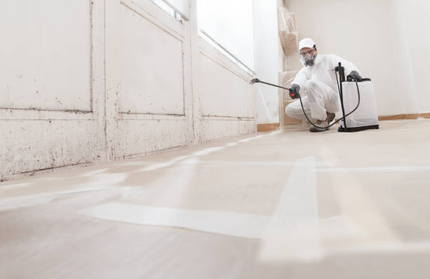24/7 Emergency Basement Mold Remediation experts in Paradise Valley, AZ